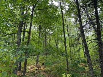 Property Photo 45